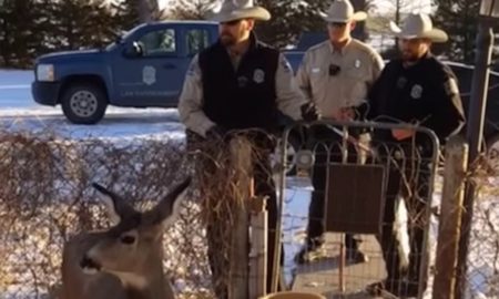 deer-killed-front-yard