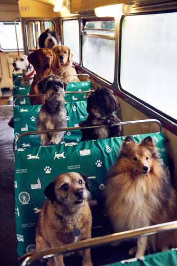 Dog bus tour 1