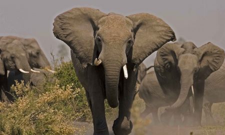Elephant