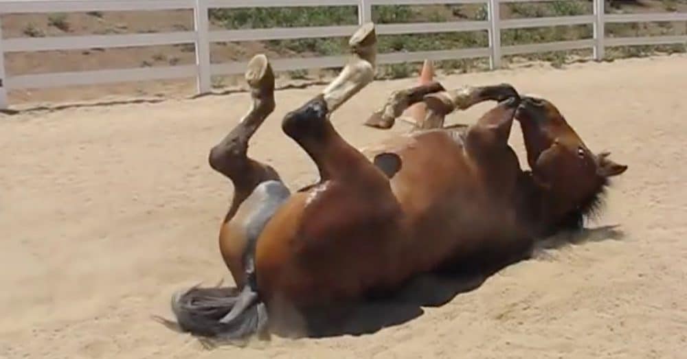 Farting horse