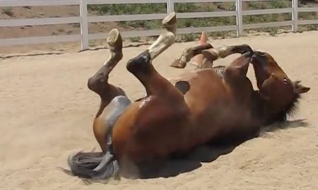Farting horse