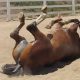 Farting horse