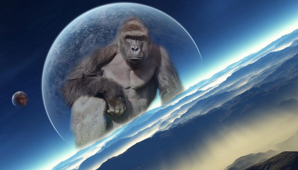 Harambe meme