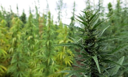 Hemp