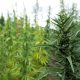 Hemp