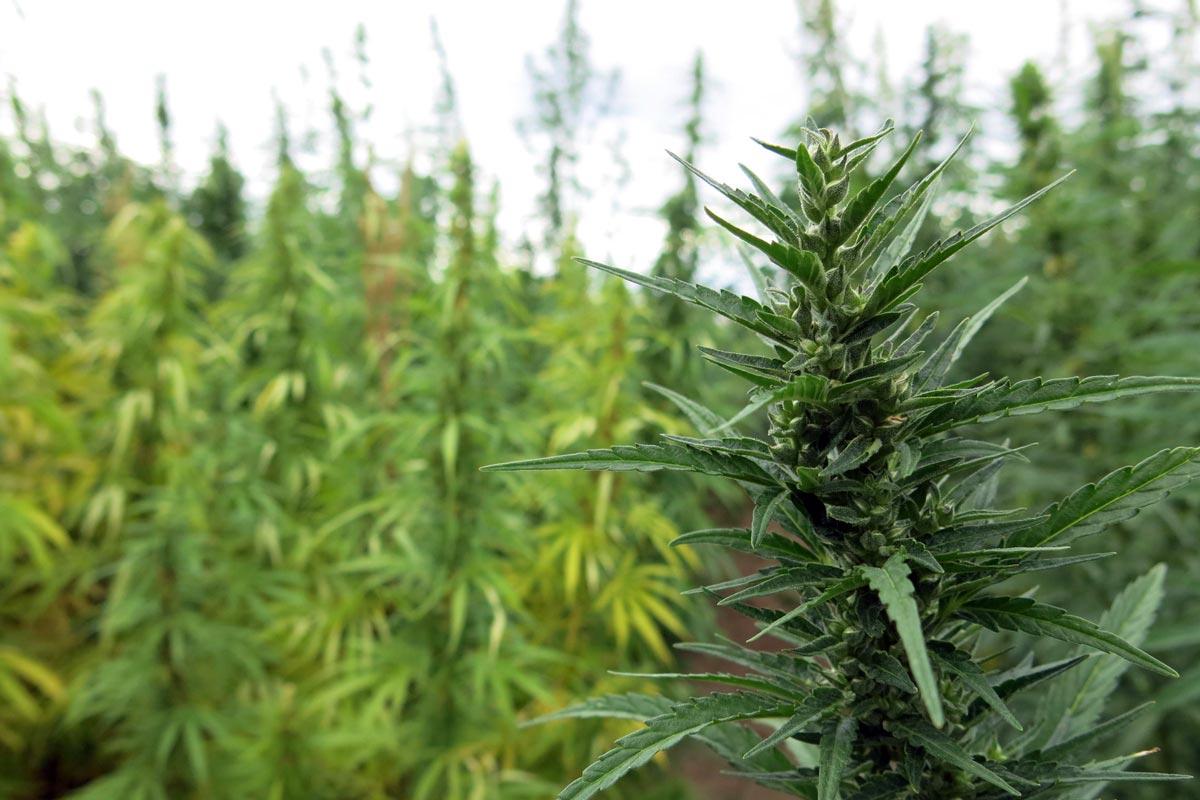 Hemp