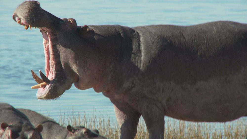 Hippo Farting