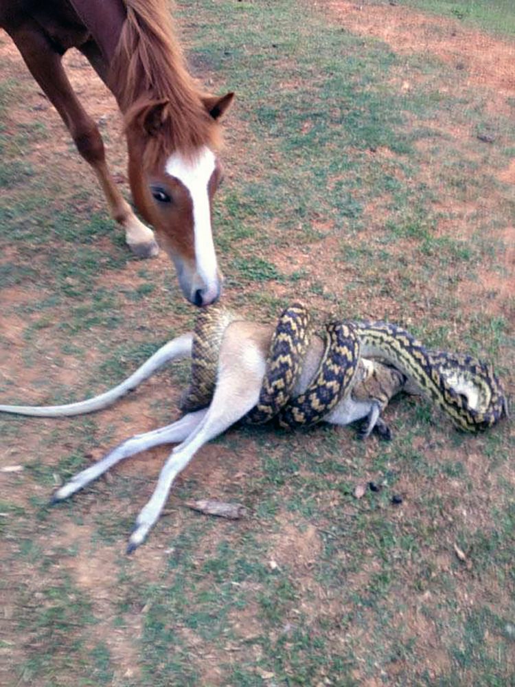 Python swallows wallaby