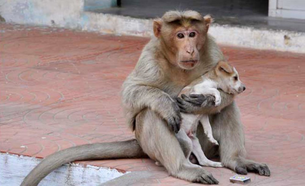 Monkey Adopts Stray Dog