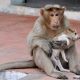 Monkey Adopts Stray Dog