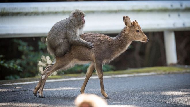 monkey-deer