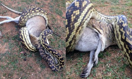 Python swallows wallaby