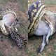 Python swallows wallaby