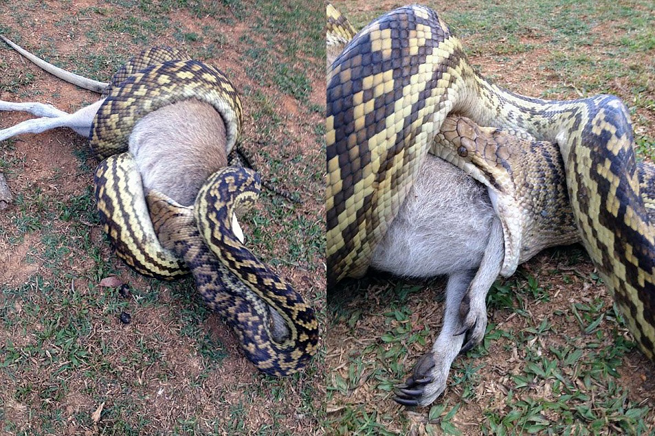 Python swallows wallaby