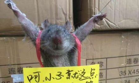 Rat featured