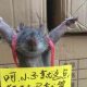 Rat featured