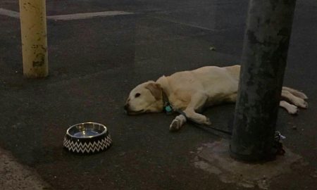 sad-dogs-featured