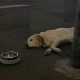 sad-dogs-featured