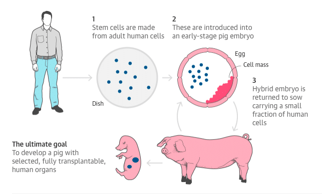 pig human study