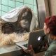 Tinder For Orangutans