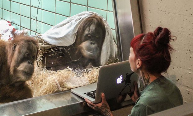 Tinder For Orangutans