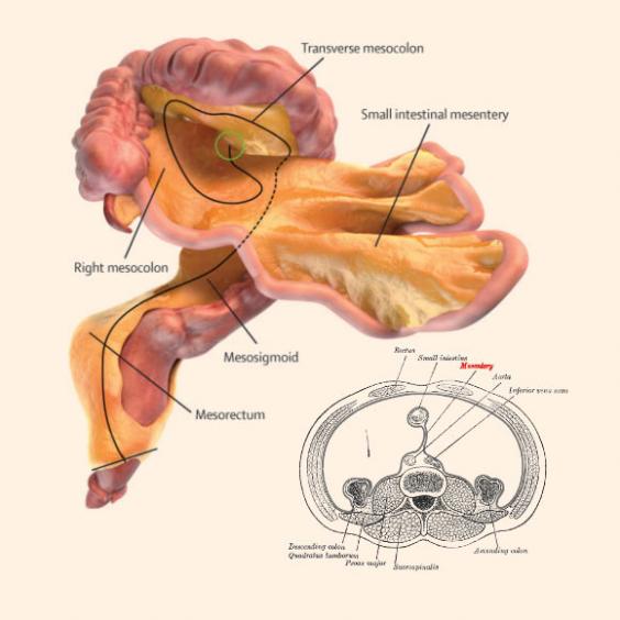 mesentery