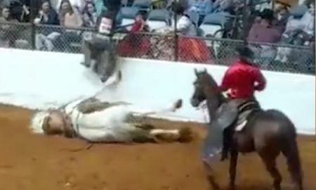Dead Horse
