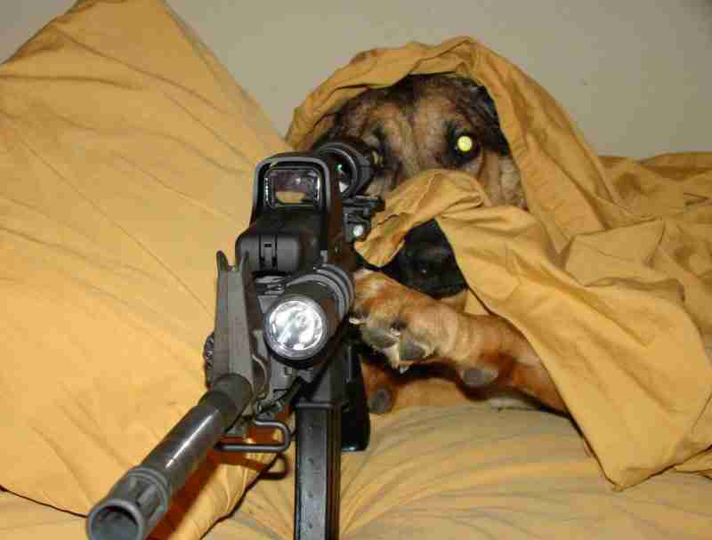 Dog GUn