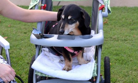 Dog pram