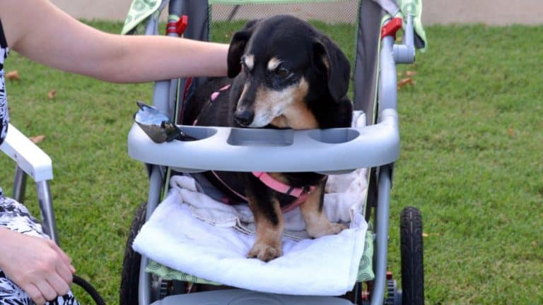Dog pram