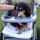 Dog pram