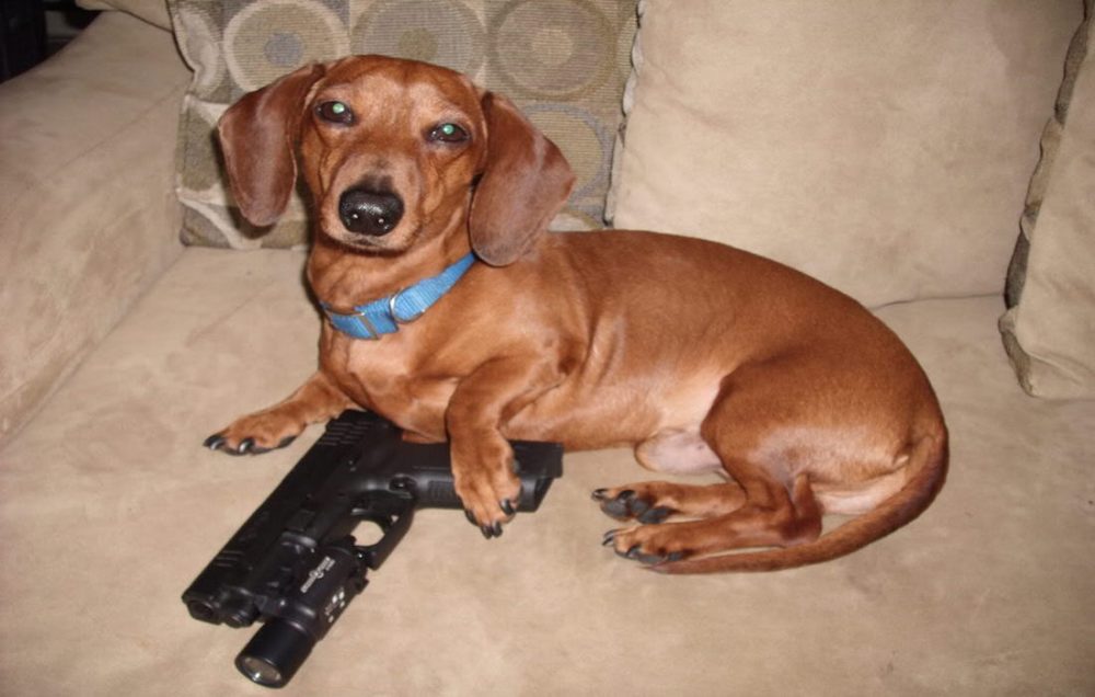 Dog with gun