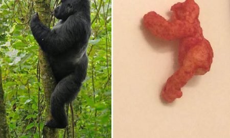 Harambe Cheeto