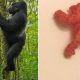 Harambe Cheeto