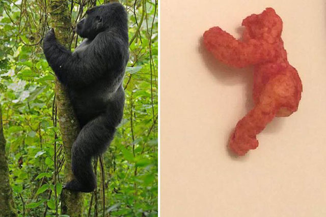 Harambe Cheeto