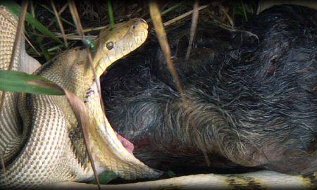 Pigpython