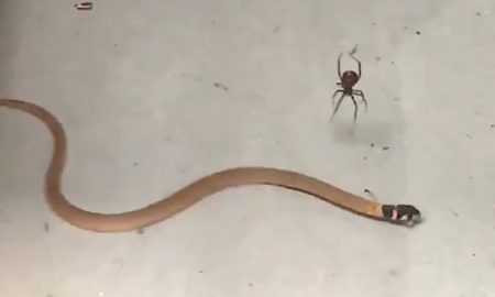 Redback Spider Vs Brown Snake