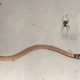 Redback Spider Vs Brown Snake