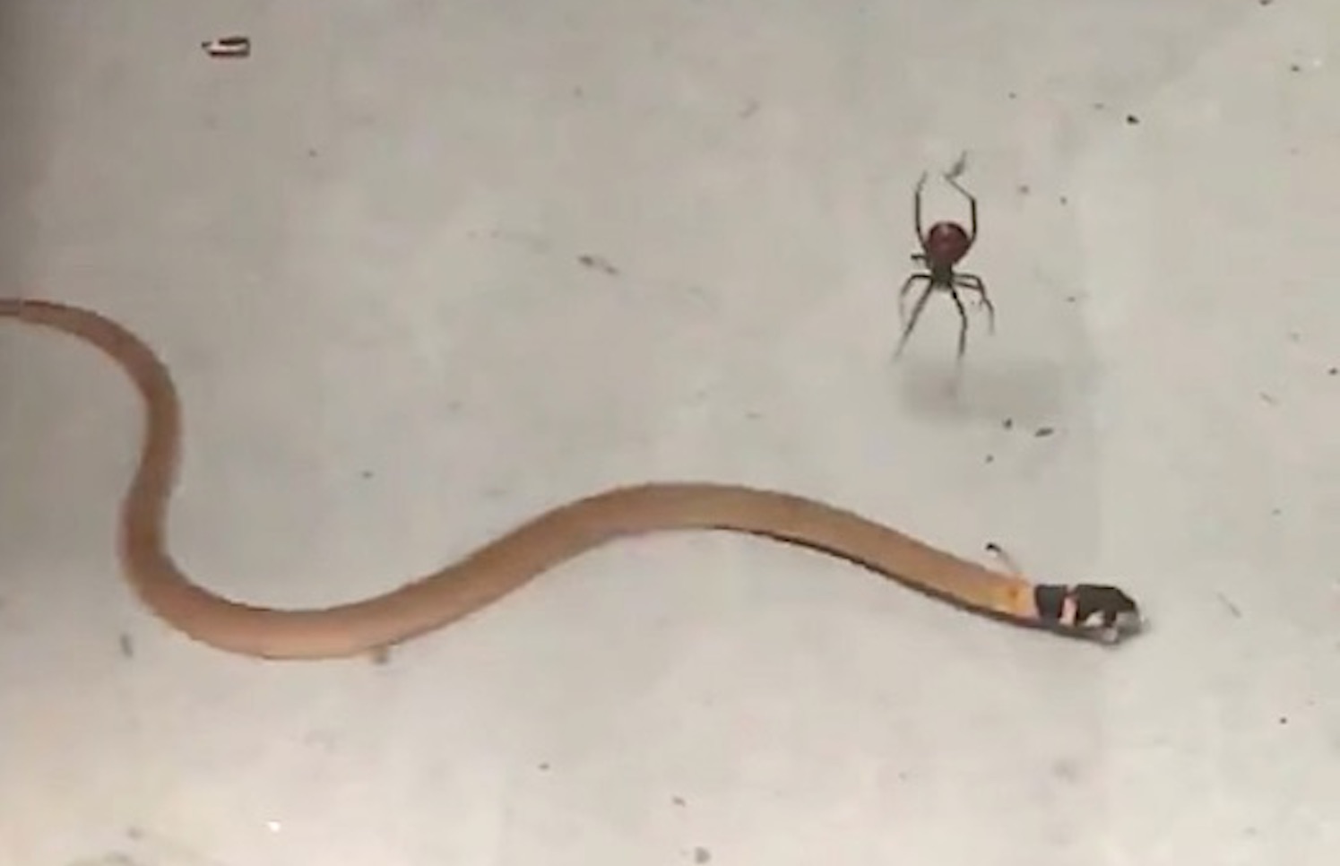 Redback Spider Vs Brown Snake