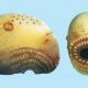 Saccorhytus-coronarious