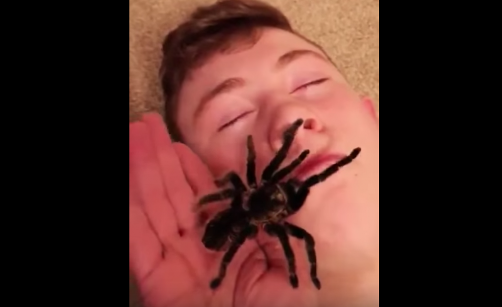 Spider face