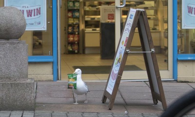 Seagull greggs