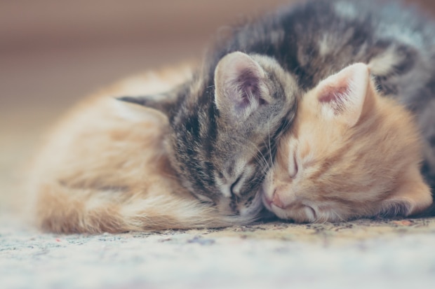 Sleeping kittens