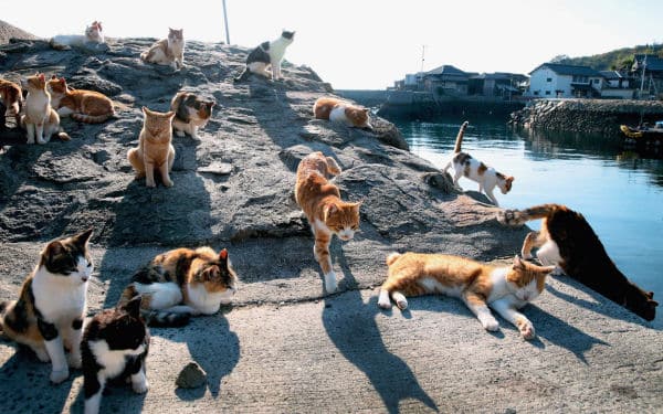 Cat Island 6