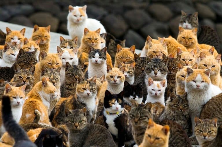 Photographer Captures The Army Of Felines On Japan’s Cat Island