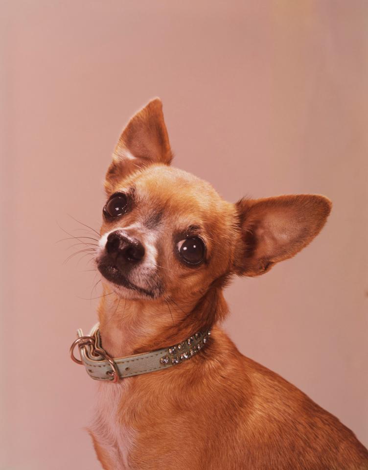 Chihuahua