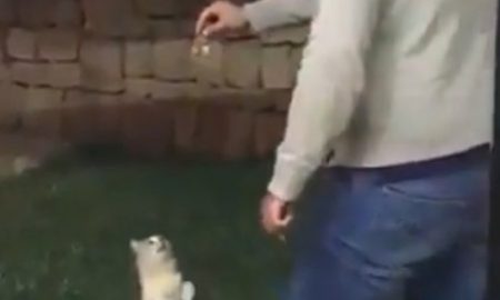 Guy Kicks Cat Over Fence