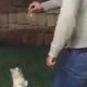 Guy Kicks Cat Over Fence