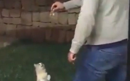 Guy Kicks Cat Over Fence