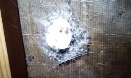 Huntsmen Spiders
